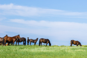 Naklejka na ściany i meble Russia. Siberia. Khakassia. Mountain landscape. Horses in the Khakass steppes.