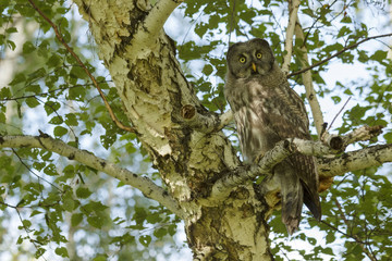 Strix nebulosa. Owl sitting on a branch of birch forest in summer day. Owl - selective focus. Forest and sky in the background is blurred. Russia. Siberia.