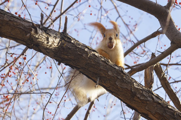 Sciurus vulgaris. Squirrel sitting on deciduous trees and eat nuts. In the rays of the evening sun. Squirrel - selective focus. The background is blurred. Russia. Siberia.