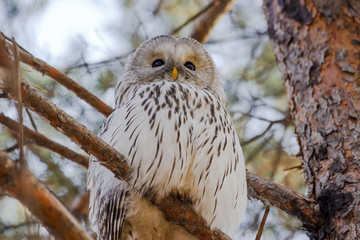 Strix uralensis. Owl sitting on a branch of pine autumn day. Portrait of birds close up. Owl - selective focus. The background is blurred. Russia. Siberia.