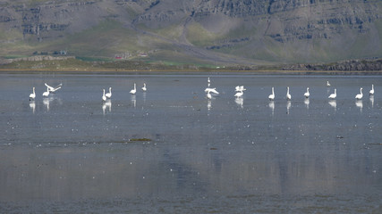 View across Berufjordur, on the Ring Road, Iceland with Whooper