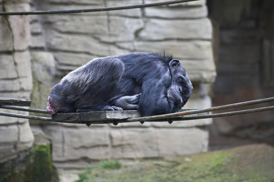 Schimpanse bei der Siesta