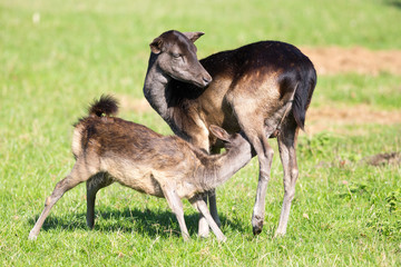 Rehkitz beim Frühstück