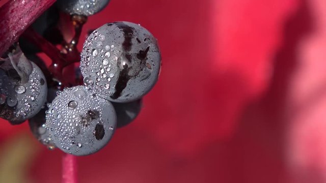 Trauben im Weinberg mit Morgentau - 4K