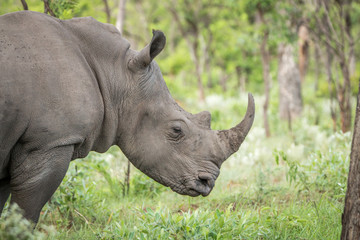 Naklejka premium Side profile of a White rhino.