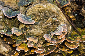 Autumn scene, Sizergh Castle Cumbria