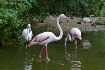 Flamingos
