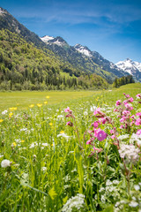 Bl&uuml;hende Bergwiese vor einen Bergpanorama