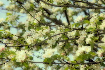 Flowers of the white apple blossoms in a spring day.