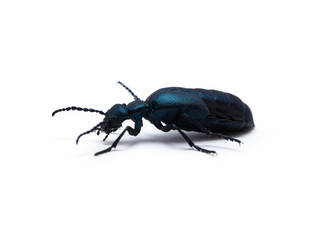 Beetle violet black on white background