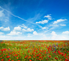 Field of bright red corn poppy flowers in summer