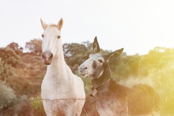 Beau cheval blanc avec un âne gris avec grand earseld