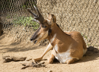 Вилорогая антилопа   Peninsular Pronghorn Antelope