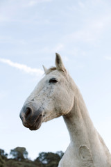 Fototapeta na wymiar Portrait of a white horse with a blue sky