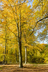 Beech forest in autumn. Vertical.