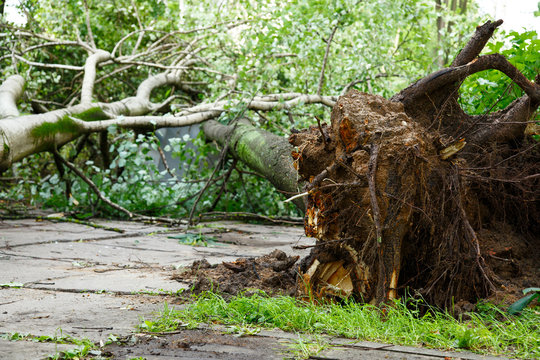 Big tree fall down after hurricane