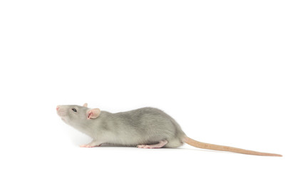 rat isolated on the white background