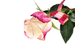 Flower pink and white roses isolated on white background