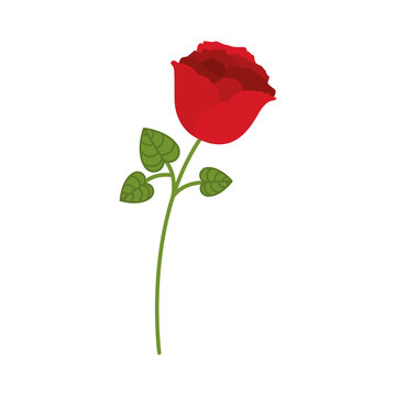 red rose with green leaves over white background. vector illustration