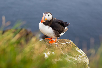 Cute puffin, Iceland.