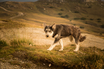 
Portrait of a shepherd dog in a Carpathian landscape