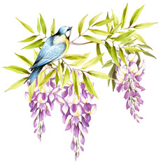  Bird on a branch of wisteria. Hand draw watercolor illustration