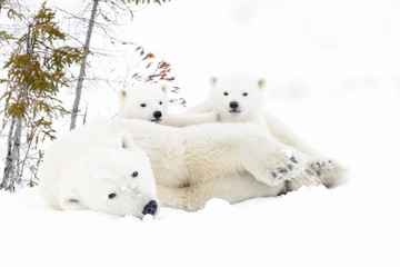 Mère ours polaire (Ursus maritimus) avec deux oursons, parc national de Wapusk, Manitoba, Canada