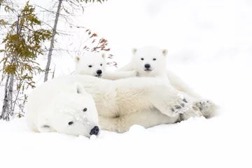 Crédence de cuisine en verre imprimé Ours polaire Mère ours polaire (Ursus maritimus) avec deux oursons, parc national de Wapusk, Manitoba, Canada