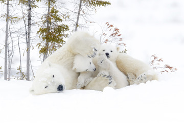 Mère ours polaire (Ursus maritimus) avec deux oursons, parc national Wapusk, Manitoba, Canada