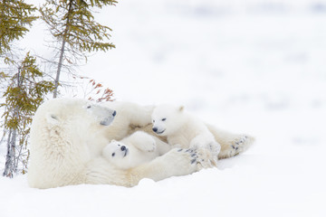 Fototapeta na wymiar Polar bear mother (Ursus maritimus) with two cubs, Wapusk National Park, Manitoba, Canada
