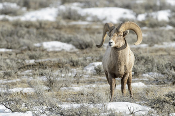 Bighorn Sheep (Ovis canadensis) male, ram, in snow and sage during winter, National Elk refuge, Jackson, Wyoming, USA.