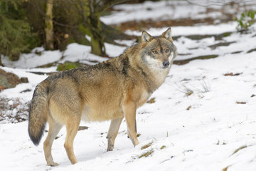 Naklejka na ściany i meble Adult Eurasian wolf (Canis lupus lupus) standing in the forest in snow, Germany