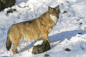 Adult Eurasian wolf (Canis lupus lupus) standing in the forest in snow, Germany