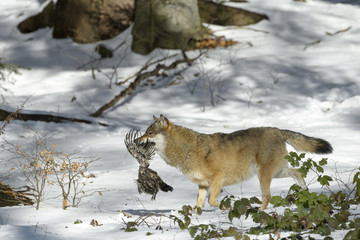 Adult Eurasian wolf (Canis lupus lupus) running with caught prey, in the forest in snow, Germany