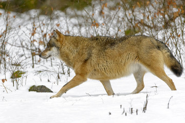 Fototapeta premium Adult Eurasian wolf (Canis lupus lupus) walking in the forest in snow, Germany
