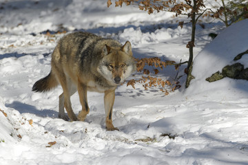 Adult Eurasian wolf (Canis lupus lupus) walking in the forest in snow, Germany