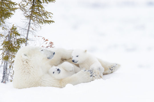 Polar bear mother (Ursus maritimus) with two cubs, Wapusk National Park, Manitoba, Canada