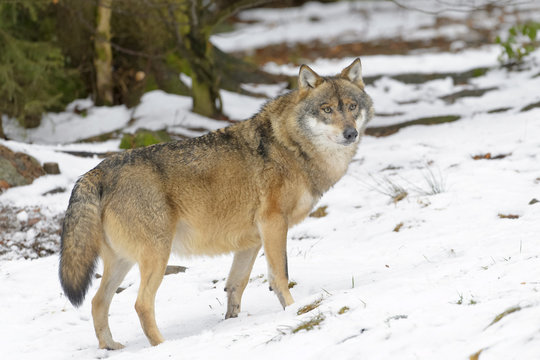 Adult Eurasian wolf (Canis lupus lupus) standing in the forest in snow, Germany