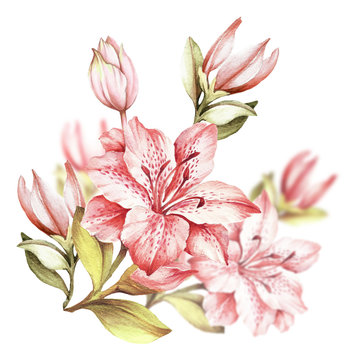 Composition with blossoming lilies. Hand draw watercolor illustration