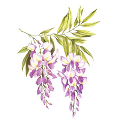  Branch of wisteria. Hand draw watercolor illustration - 125715820
