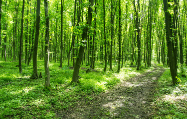 beautiful green forest