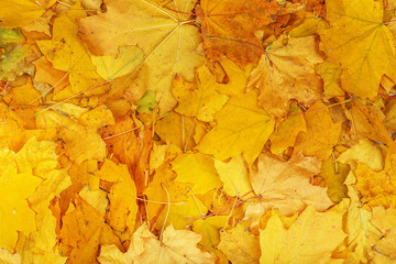 Maple yellow leaves background texture.
