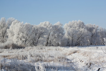 Winter forest in frost, against the blue sky
