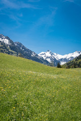 Allgäuer Wiesenlandschaft mit schneebedeckten Gipfeln