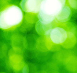 Obraz premium green bokeh from tree