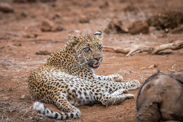 Leopard at a baby Elephant carcass.