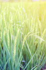 Paddy field in north of Thailand.