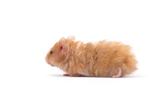 hamster isolated on a white