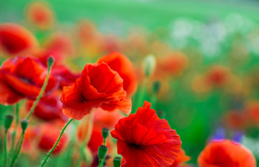Fototapeta na wymiar Field of bright red corn poppy flowers in summer