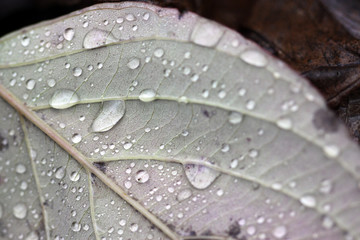 feuille 